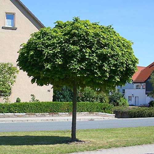 Acer platanoides Globosum Kugelahorn Hochstamm Kugelbaum versch Größen auf Stamm (Stammhöhe 80 cm)