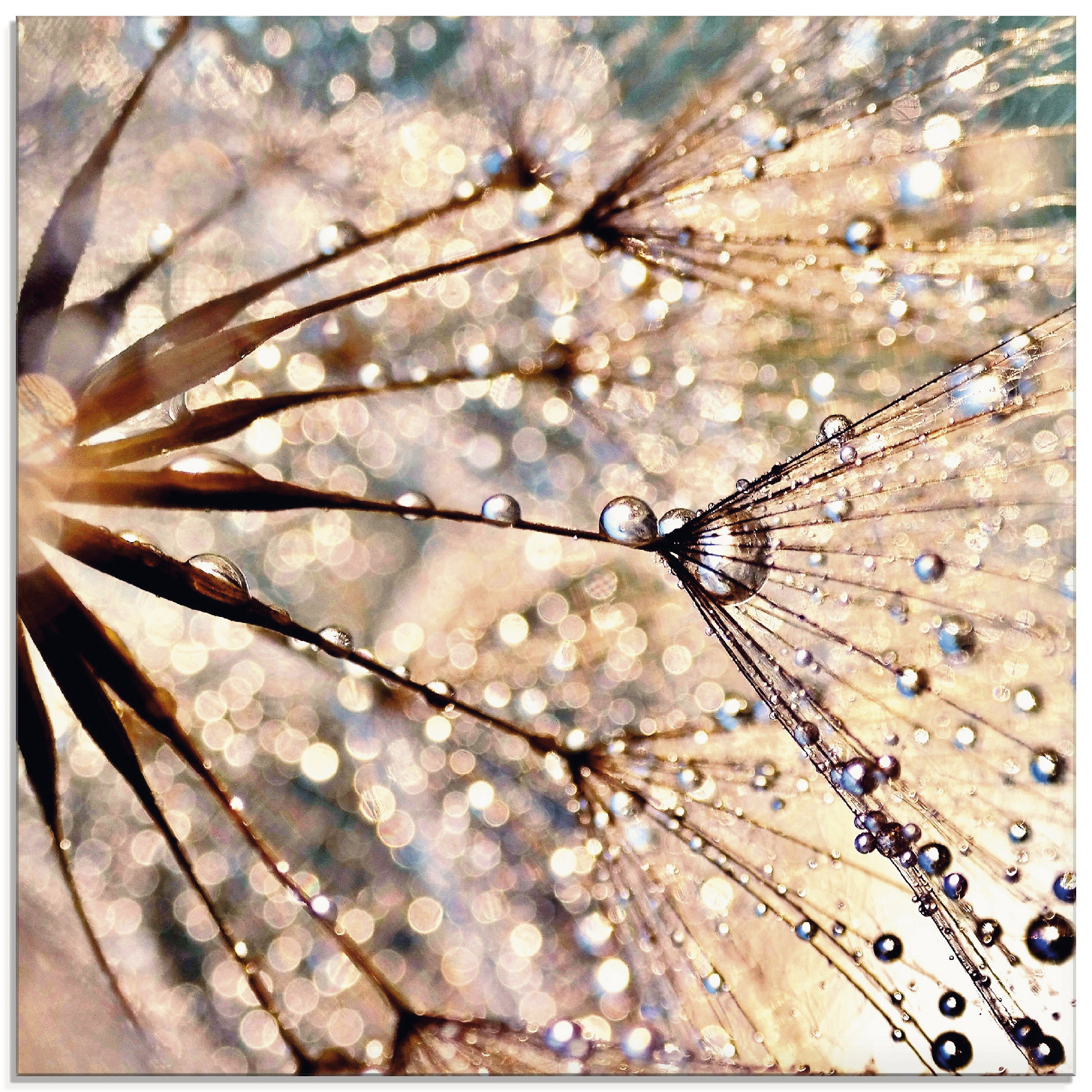Artland Glasbild "Pusteblume - Kisses from rain", Blumen, (1 St.)