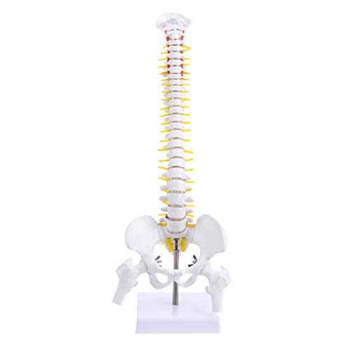 Senmubery 45Cm Flexibles 1: 1 Lenden WirbelssUlen Modell für Erwachsene Modell Des Menschlichen Skeletts mit Band Scheiben Modell für Massagen, Yoga