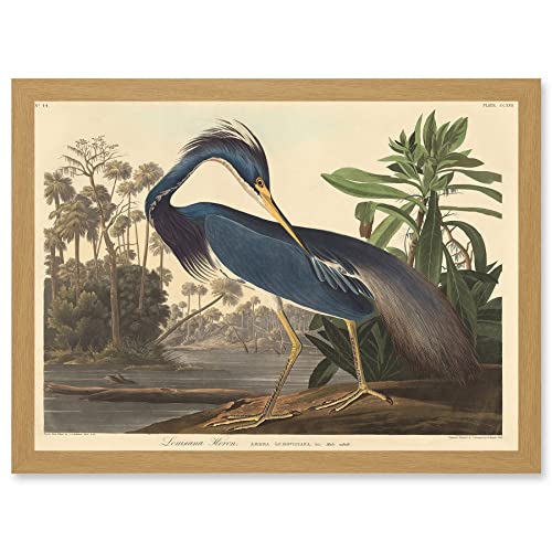 Painting Bird Audubon Louisiana Heron Artwork Framed Wall Art Print A4