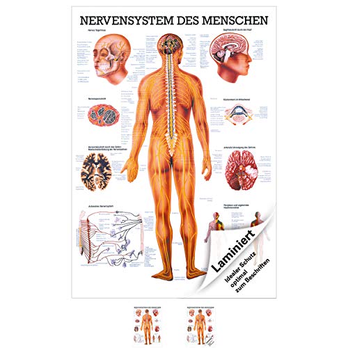 Das Nervensystem Lehrtafel Anatomie 100x70 cm medizinische Lehrmittel