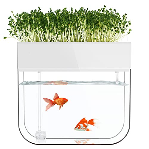 kleines ökologisches Aquarium, selbstreinigendes Aquarium, das Nahrung anbaut, Mini-Aquaponik-Ökosystem (großartiges Gartengeschenk & Familienprojekt)