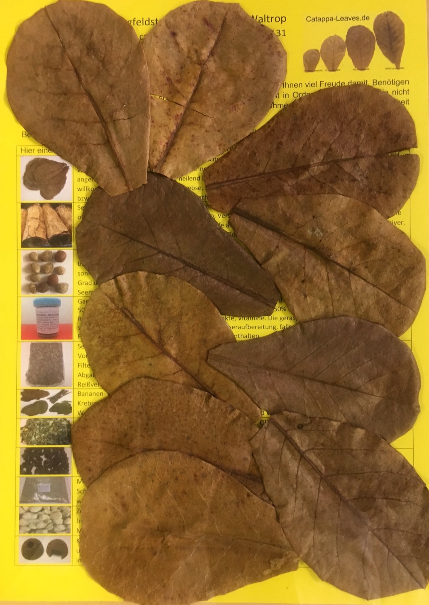 garnelenshop24de 200 Stück Original Seemandelbaumblätter 10cm Catappa Leaves - TOP Qualität - 10-1000 Stück (200)
