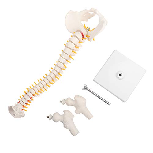 Wirbelsäulenmodell mit Oberschenkelstümpfen, 45 cm, herausnehmbares flexibles Wirbelsäule Modell für Skelettanatomie Studienunterricht Lernmodell Lehrmittel