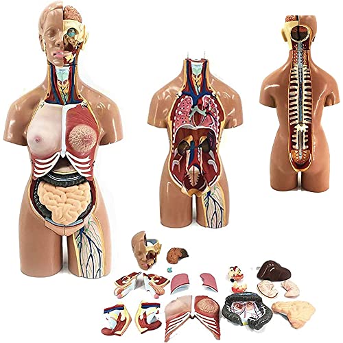 Anatomie-Modell, menschliches Torso-Modell, medizinische Anatomie, pädagogisches Lehrwerkzeug, abnehmbar, 19 Teile, 55 cm menschlicher Körper, anatomisches Modell, innere Organe, Kopfanatomie,