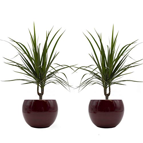Drachenbaum marginata-Duo mit handgefertigtem Keramik-Blumentopf "Cresto Rot", 2 Pflanzen und Deko-Töpfe
