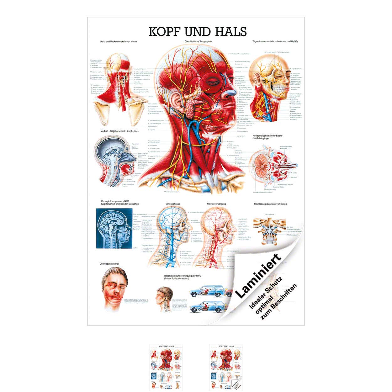 Rüdiger Kopf und Hals Lehrtafel Anatomie 100x70 cm medizinische Lehrmittel