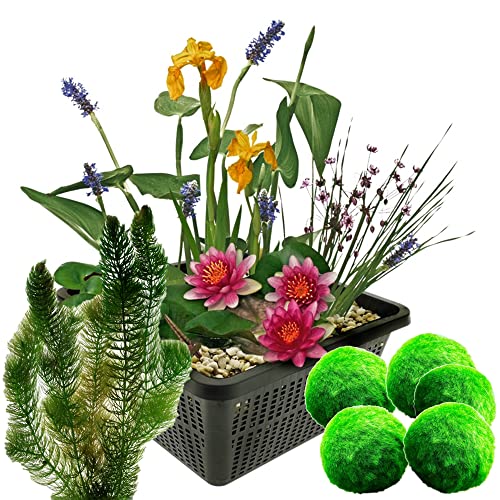 VDVELDE Mini Teichpflanzen Set Winterhart - Multi + Sauerstoffpflanzen - 1 Rote Seerose, 3 Blühende Wasserpflanzen 5 Mooskugeln und 6 Hornblatt - inklusive Teichkorb - Van der Velde Wasserpflanzen