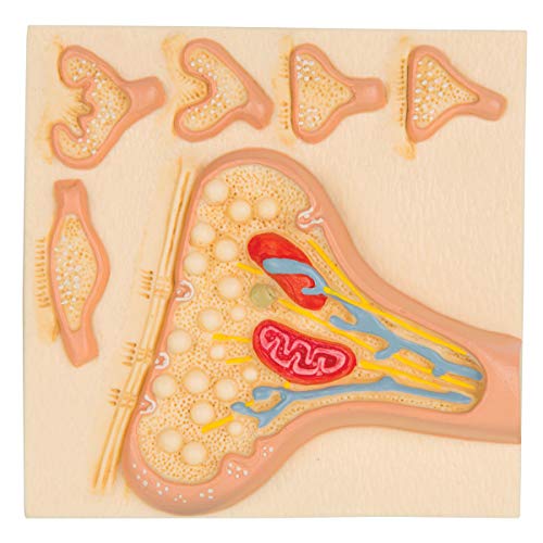 3B Scientific Menschliche Anatomie - Die Synapse