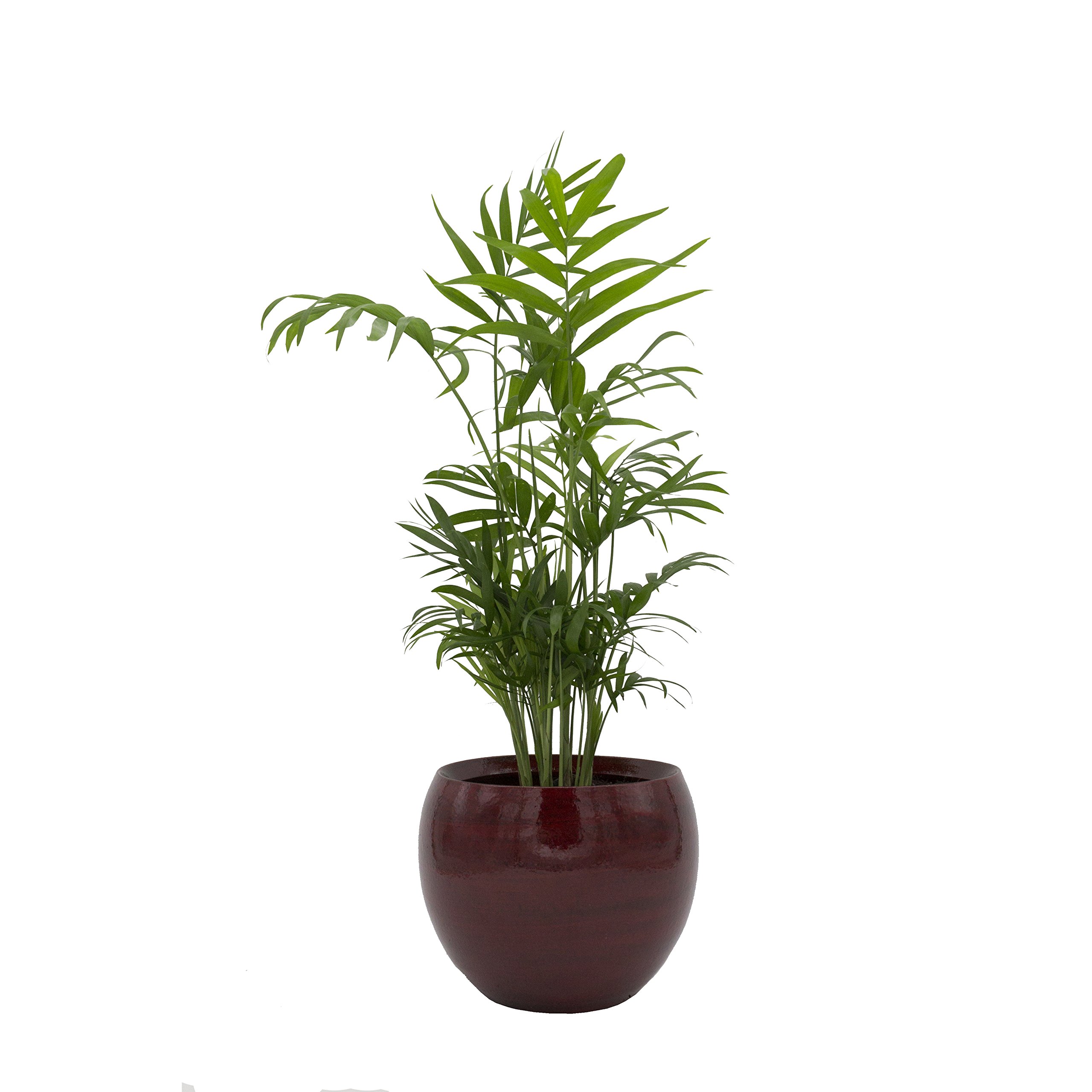 Dominik Blumen und Pflanzen, Zimmerpalme im Topf "Cresto Rot" Zimmerpflanze, Grün, 40 x 20 x 20 cm