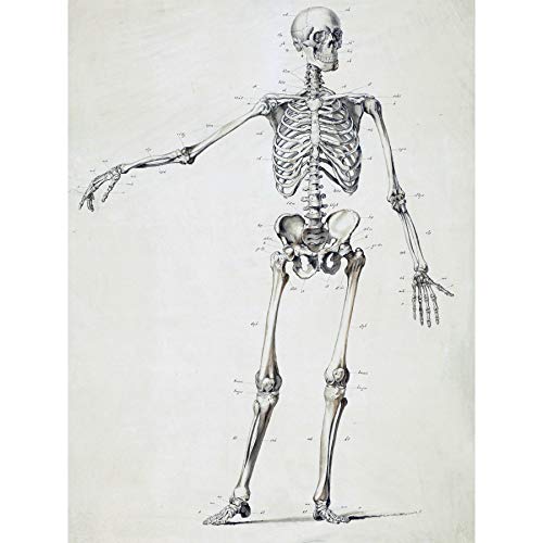Weissenbruch Human Frame Skeleton Bones Drawing Large Wall Art Poster Print Thick Paper 18X24 Inch Zeichnung Wand Poster drucken