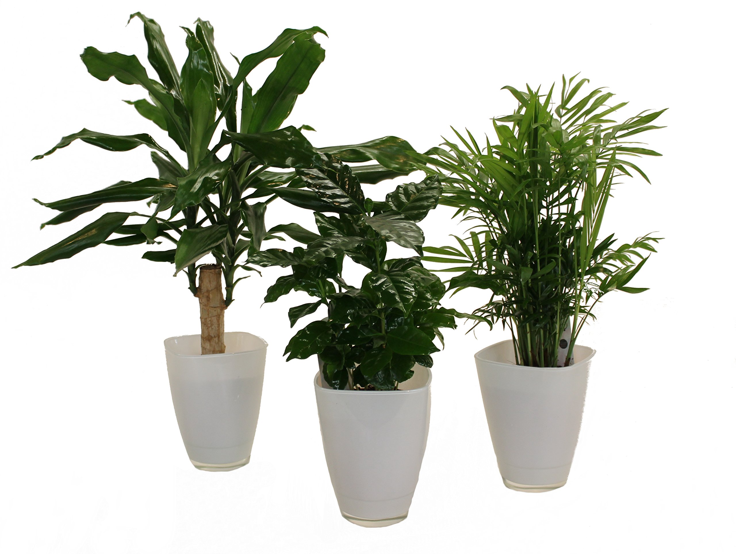 Dominik Blumen und Pflanzen, Carribean-Set, Dracena fragans, Kaffee-Pflanze mit Zimmerpalme und Dekotopf, weiß