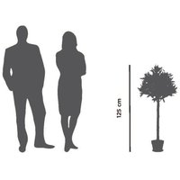 PAPERFLOW Kunstpflanze , Olivenbaum, , Höhe: 1250 mm