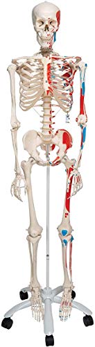 3B Scientific Menschliche Anatomie Skelett Max - mit Muskeldarstellung und Nummerierung - auf Metallstativ - Lebensgroß, inklusive Metallstativ und transparenter Staubschutzhülle - A11 als Lernmodell oder Lehrmittel mit 3 Jahren Garantie