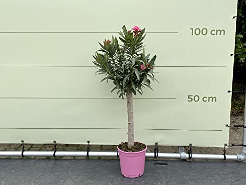 Tropictrees - ROSA OLEANDER AUF STAMM 100 CM