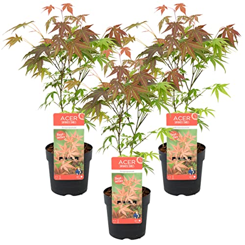 Japanischer Ahorn | Acer Palme. 'Atropurpureum' 3x - Freilandpflanze im Gärtnertopf cm13 cm - ↕35-40 cm
