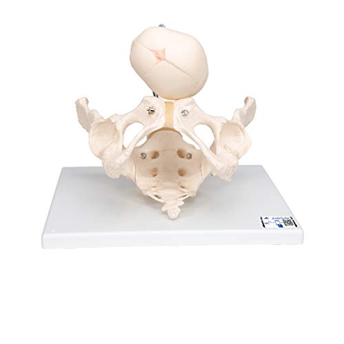 3B Scientific Menschliche Anatomie - Becken zur Demonstration der Geburt + kostenloser Anatomiesoftware - 3B Smart Anatomy, L30