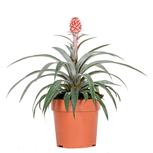 Ananas Kommode 'Rosita' – Ananapflanze – Zimmerpflanze – Pflegeleicht – Ø 12 cm – 25-30 cm