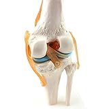 DXFK.AM Mensch Kniegelenk Modell 1: 1 Orthopädische Knie Skelett Modell Arzt-Patient Kommunikation Skelettunterricht