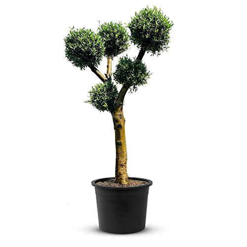 TropicTrees Kugelform Hochstamm Olea Europaea | winterharter Bonsai Baum mit einem anpassungsfähigen, glatten Stamm und einer ovalen Form | Bonsai Tree für Topf und Garten geeignet