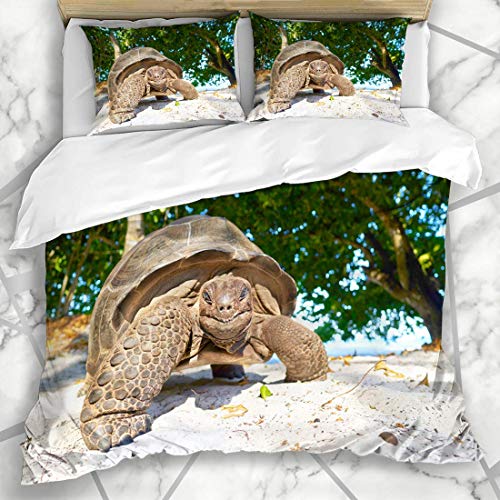 DUILLY Bettwäsche - Bettwäscheset Große exotische Design-Natur Lächeln-Strand-lachende Schildkröten-Seychellen-Riesenschildkröten-Insel-Sand-Afrikas Mikrofaser weich dreiteilig135*200