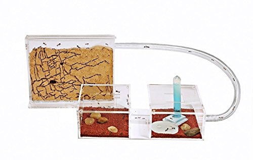 Ant Farm Medium with Free Ants and Queen - Educational formicarium for LIVE Ants