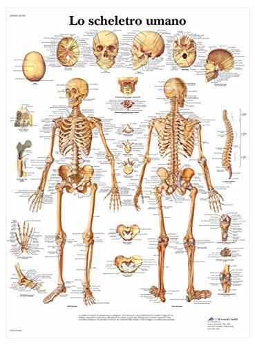 3B Scientific vr4113l das menschliche Skelett, 1