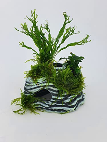 Garnelenbäumchen Polyresin Kunstharz Deko bepflanzt mit echten Wasserpflanzen von Tropica Anubia,Moos und Farn Aquarium Deko (Amphore rot)
