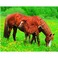 papermoon Vlies- Fototapete Digitaldruck 250 x 180 cm, Horses