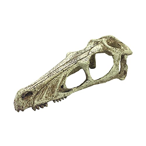 Komodo Raptor Totenkopf, groß
