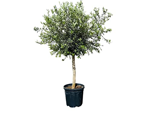 Olivenbaum - Höhe 190 cm, stammumfang 20 - 40cm, ca. 40 jahre alt, oliven, olea europea, A+