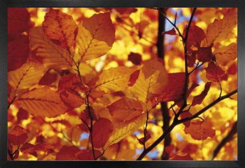 1art1 Bäume Poster und MDF-Rahmen - Goldenes Herbstlaub (91 x 61cm)