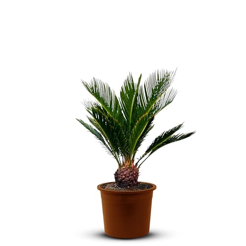Cycas revoluta - 70/100 cm - Sagopalme - Stammhöhe 10/20 cm - Palmfarn - A+