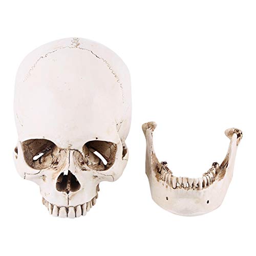 Human Skull Replica, 1: 1 Lebensgroßes Modell Harz Human Head Skull Replica Human Skull Anatomisches Modell für medizinische Modelle mit Halloween-Dekor