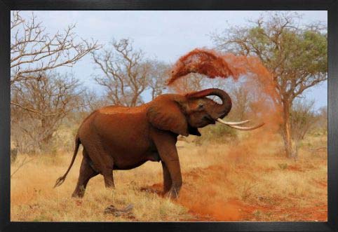 1art1 Elefanten Poster und MDF-Rahmen - Afrikanischer Elefant Nimmt Eine Sanddusche (91 x 61cm)