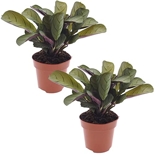 Plant in a Box - Ctenanthe Amagris - 2er Set - Wunderschön gefärbten Blättern - Grüne Zimmerpflanze - Topf 12cm - Höhe 20-30cm
