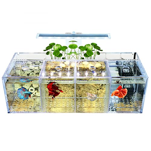 Siqi Betta Aquarium Acrylmaterial Mini-Desktop-Aquarium Goldfisch Mini-Aquarium Krank-Fisch-Isolationsraum, mit Filterwasserpumpe, Beleuchtung (4 Gitterplätze)