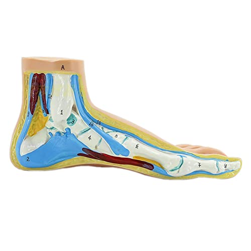 Human Foot Modell Fußmuskulatur Normaler Fuß Plattfuß Bogenfuß Modell Fußmuskel Anatomie Modell Medizinische Wissenschaft Lehrmodell (A:Normaler Fuß)