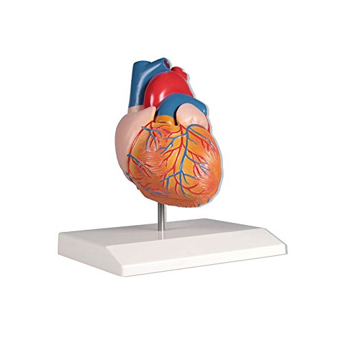 Herzmodell, Anatomie Modell, Herz, lebensgroß, 2 Teile, Lehrkarte, Stativ