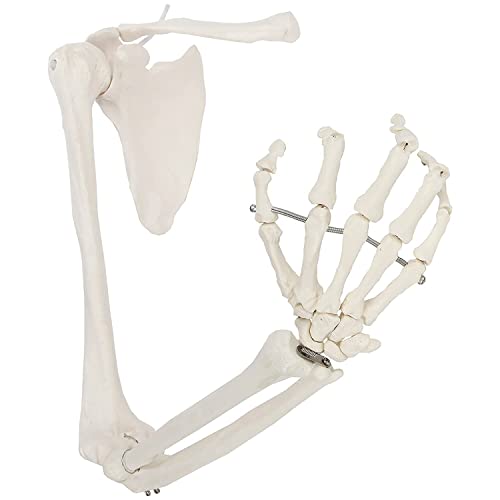 WOGQX Menschliches Armskelett, Lebensgroßes Anatomisches Armmodell, Mit Armknochen Plus Schlüsselbein, Schulterblatt Und Gegliedertem Handknochen, Für Den Medizinischen Unterricht