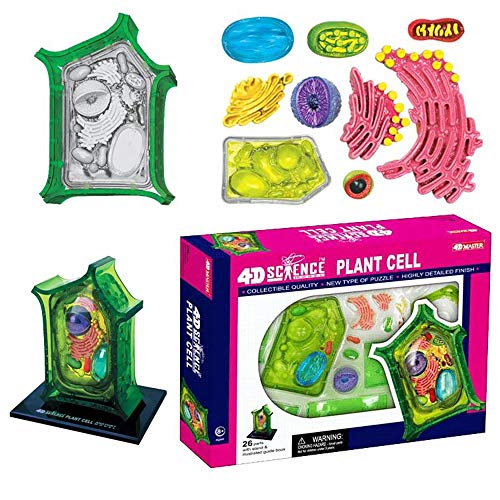 Pflanzenzelle Anatomisches Modell Abnehmbar 26 Teile Zellmodell Medizinisches Lehrmodell - für die Schule Medizinisches Lehrdisplay Werkzeug Laborausrüstung, Zusammenbau von 3D-Puzzles