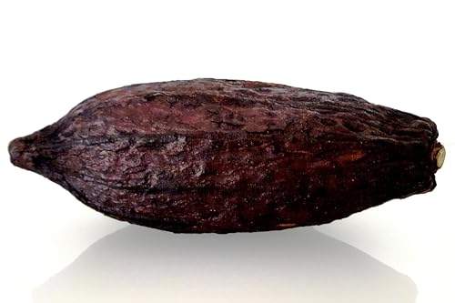 CleanPrince 1 Stück echte ganze Kakaoschote mittel Länge ca. 11-13 cm, Höhe ca. 5-9 cm, Kakaofrucht Kakaobohne Kakao, getrocknet, Schokoladenbraun, braun, Deko, Dekofrüchte