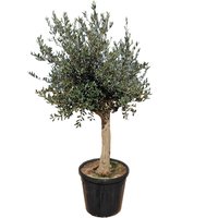 Olea europaea Picual Olivenbaum 200-220 cm hoch 90 Liter Container