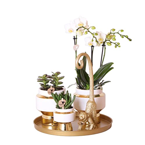 Komplettes Pflanzenset Luxury Living | Grünpflanzen mit weißer Phalaenopsis-Orchidee inkl. Keramik-Ziertöpfe und Zubehör