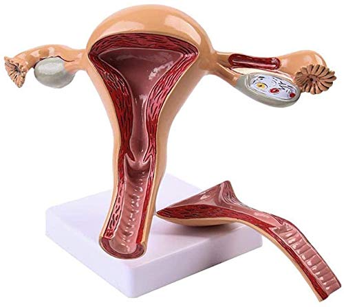 LBYLYH Anatomisches Modell Der Gebärmutter Uterus Ovar Anatomie Anatomie des Menschen Frauen Frauen 2 Teile, 23 * 17Cm