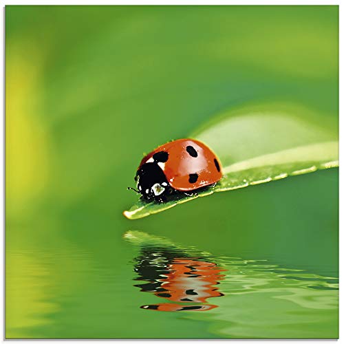 Artland Qualitätsbilder I Glasbilder Deko Glas Bilder 30 x 30 cm Tiere Insekten Käfer Foto Grün A6BF Marienkäfer Blatt Wasser