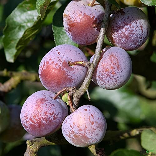 Terrassenobst Pflaume Wangenheims Kleinobst Balkonobst Birnenbaum 80-120 cm Lieferhöhe | selbstfruchtend