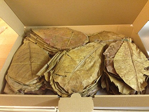 ~100 Stück (300 Gramm) 20-25cm - Seemandelbaumblätter Catappa Leaves TopQualität - BLITZVERSAND