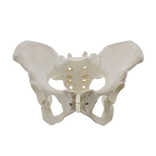 Bantopgong LebensgroßEs Weibliches Becken Modell, HüFt Modell - Weibliches Anatomie Modell, HüFt Knochen Becken Modell Weibliches Anatomisches Modell