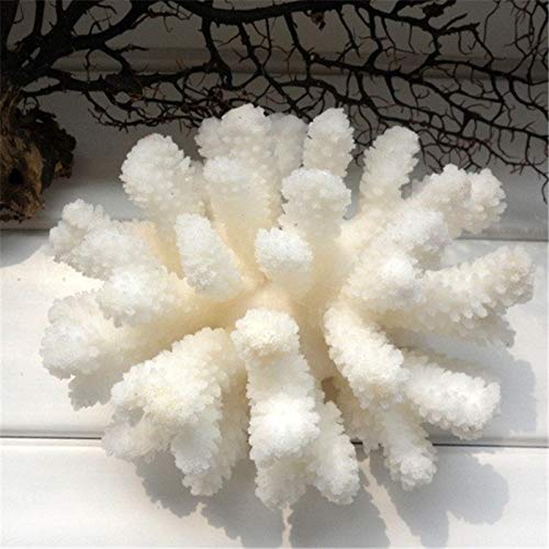 NNuodekeU 12-14 cm 100% natürliche Koralle Meer weiße Koralle Baum weiße Koralle Aquarium Landschaftsbau Heimdekoration Ornamente Heimdekoration